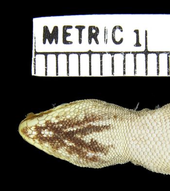 Media type: image;   Herpetology R-42698